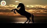 foto paard