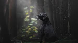 fotograaf honden