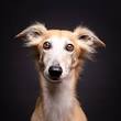 honden fotograaf