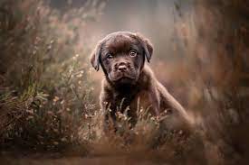 honden fotograferen