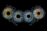 iris foto