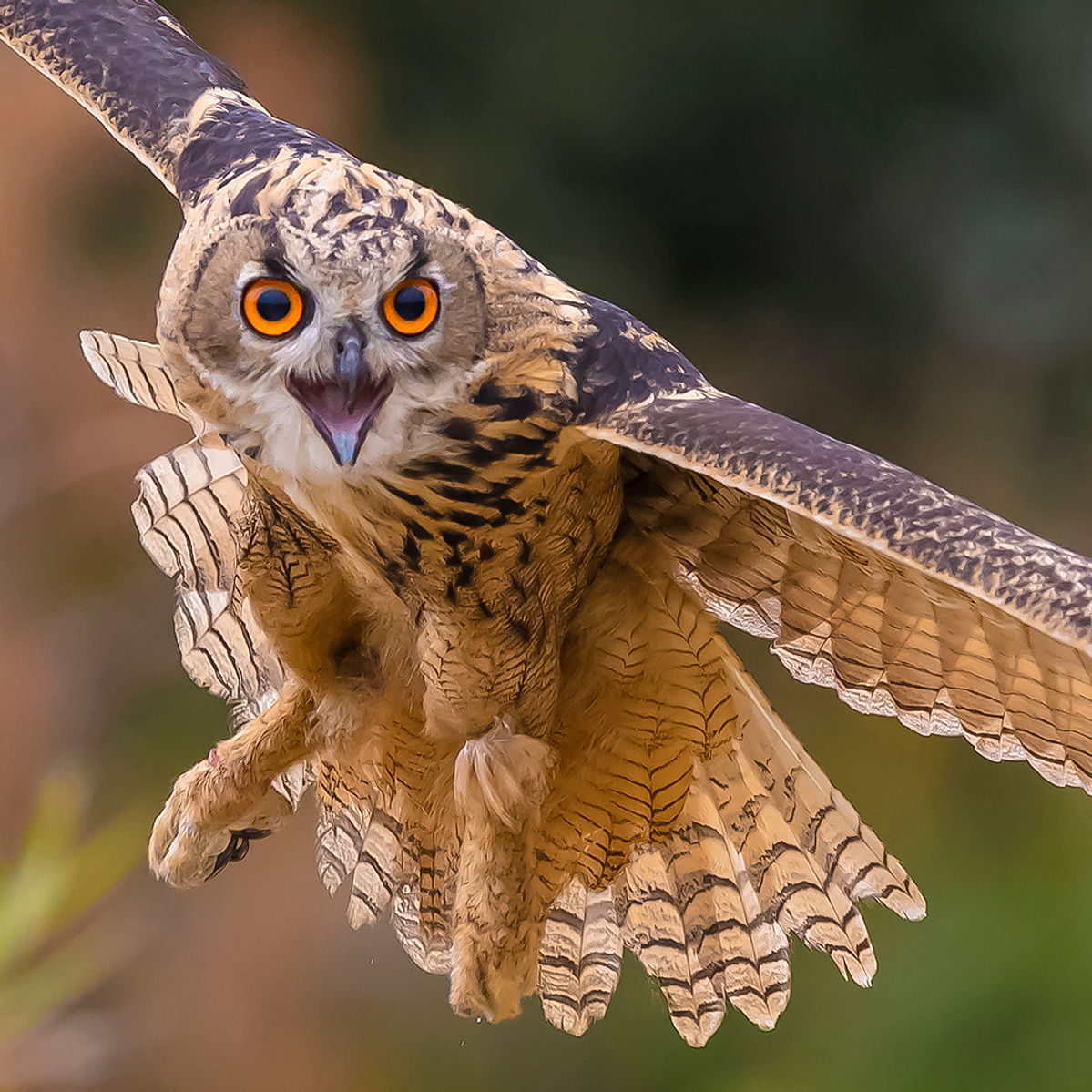 roofvogel fotografie workshop